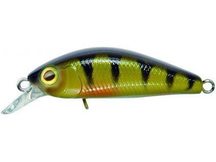 Perch illex
