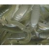 Pearl Olive Shad 2