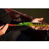 Fox Rage Slick Eel Loaded UV Perch 2
