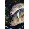 Salmo Wobler Hornet Floating Hot Perch 6